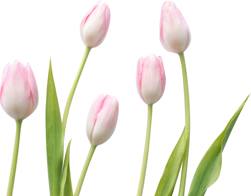 A fost odată un iepuraș curios.